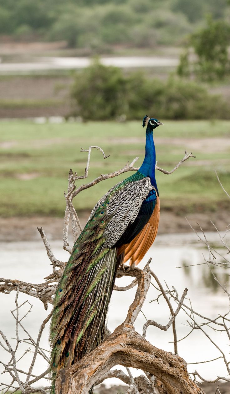 Peacock in Sri Lanka